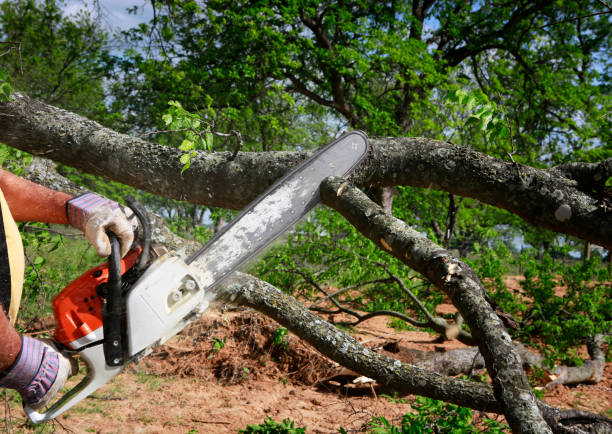 Waller, TX Tree Removal Company